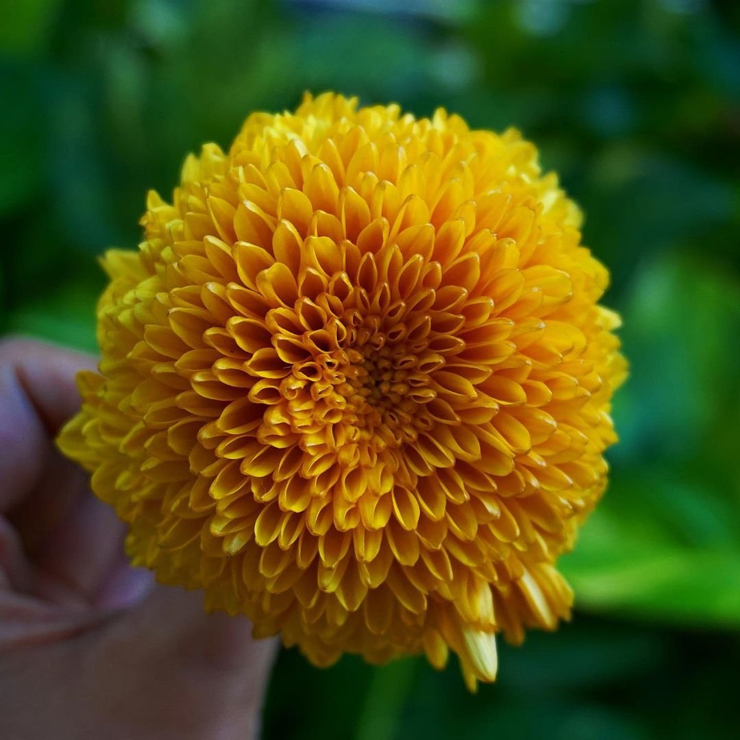 Gardening How to Grow and Care for Pompom Chrysanthemums : A Complete Guide