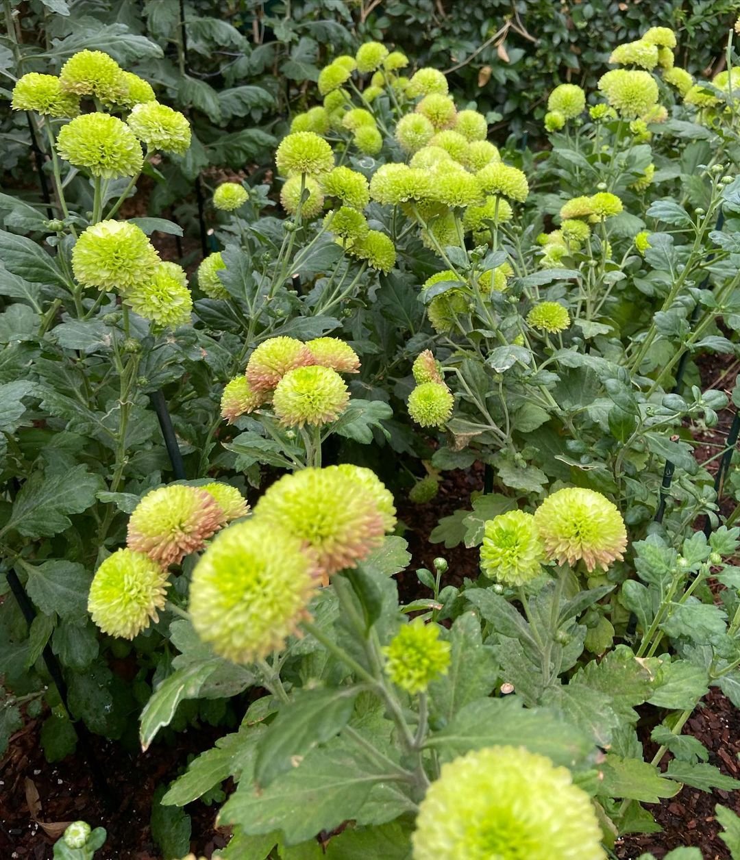 Gardening How to Grow and Care for Pompom Chrysanthemums : A Complete Guide