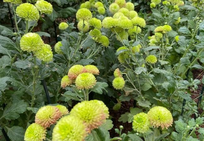 How to Grow and Care for Pompom Chrysanthemums: A Complete Guide