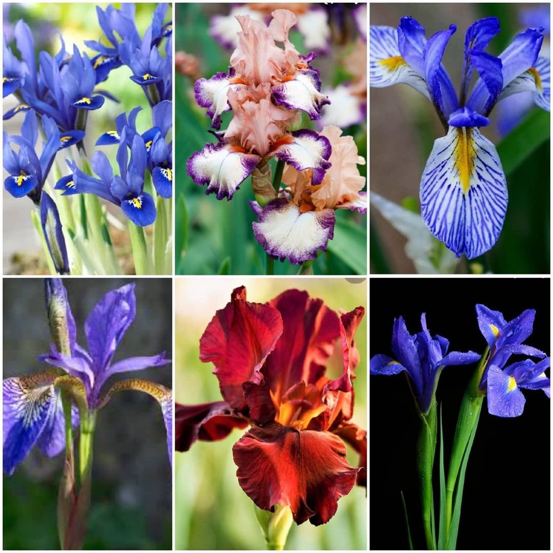 Gardening Popular-Types-of-Irises Cultivating Iris Flowers : Tips for Stunning Blooms