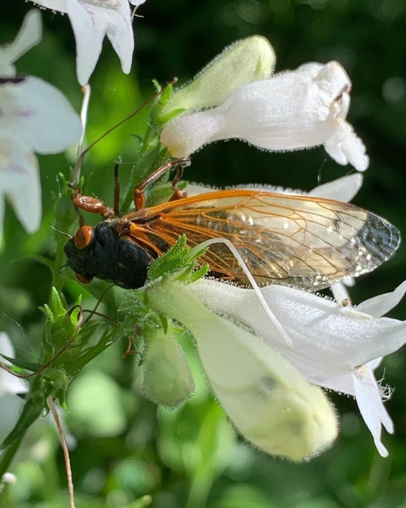 Gardening Potential-Issues-819x1024 Foxglove Beardtongue: Growing Tips for Vibrant Blooms