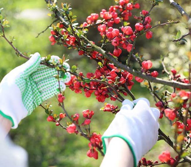 Gardening How to Grow and Care for Flowering Quince in Your Garden