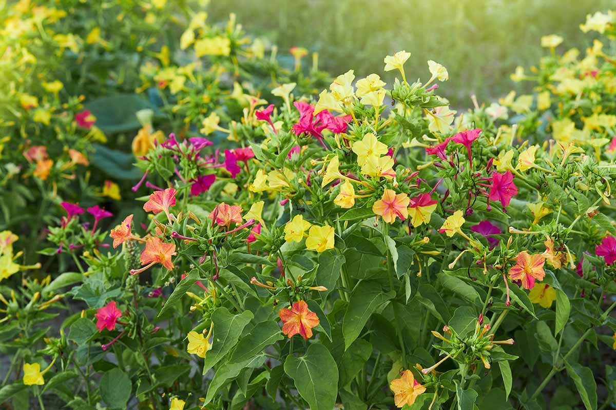 Four O’Clock flowers : Care, Maintenance and Planting Tips