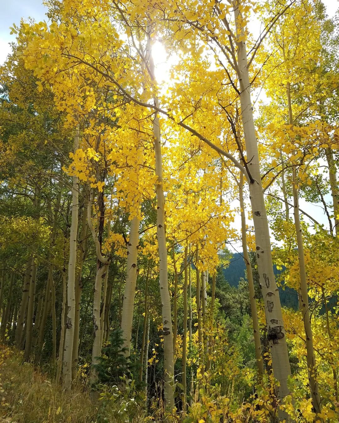 Gardening Quaking-Aspen-Populus-tremuloides Nature's Beauty : Trees That Start with 'Q'