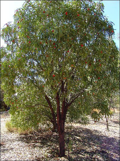 Gardening Nature's Beauty : Trees That Start with 'Q'