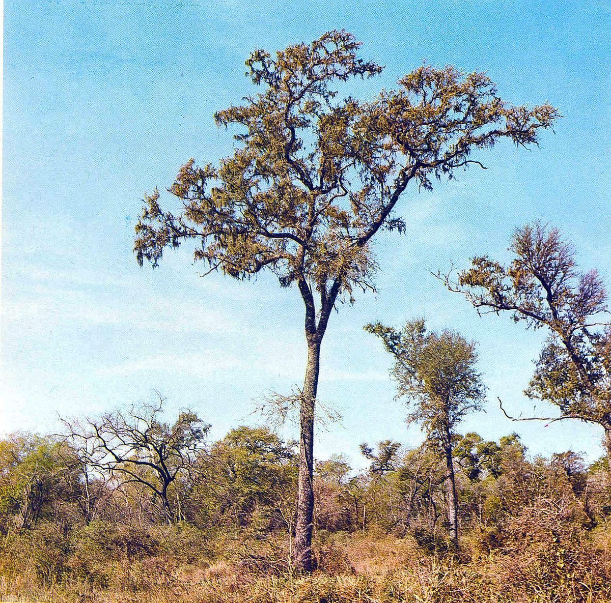 Gardening Nature's Beauty : Trees That Start with 'Q'