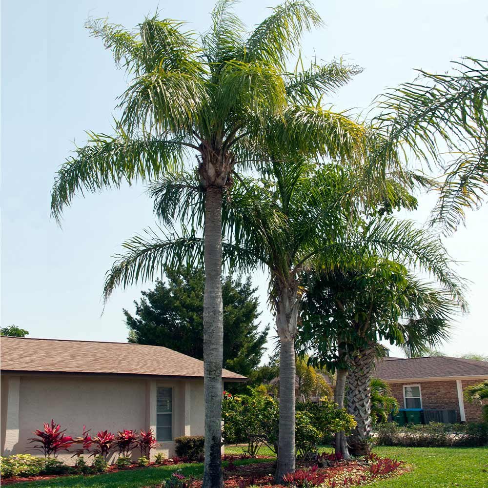 Gardening Nature's Beauty : Trees That Start with 'Q'