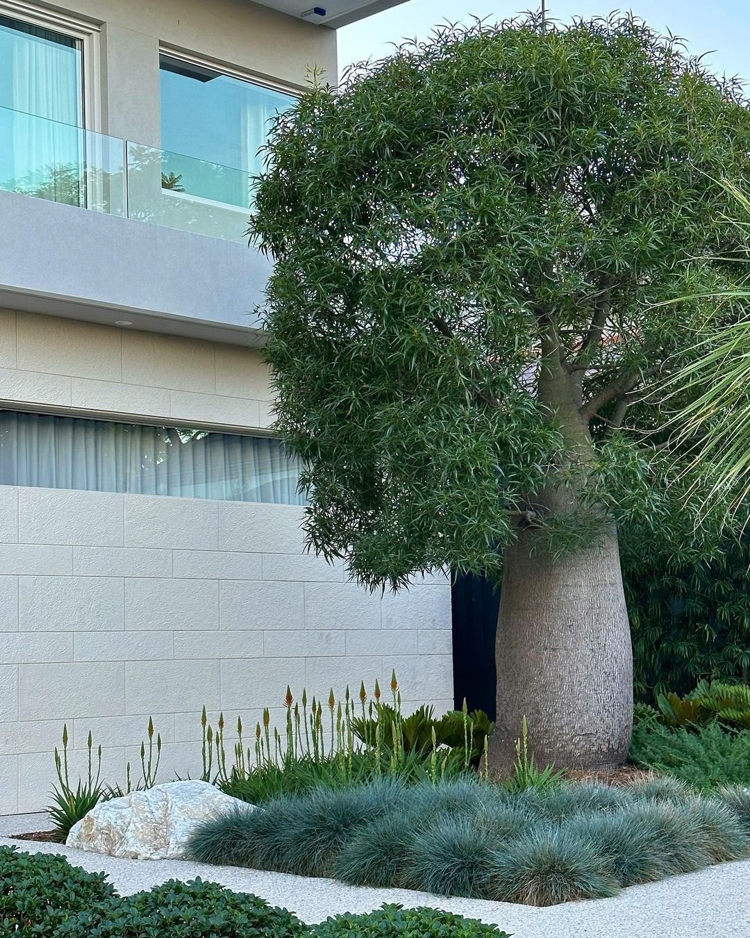 Gardening Nature's Beauty : Trees That Start with 'Q'
