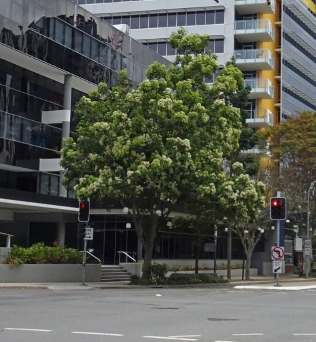 Gardening Nature's Beauty : Trees That Start with 'Q'
