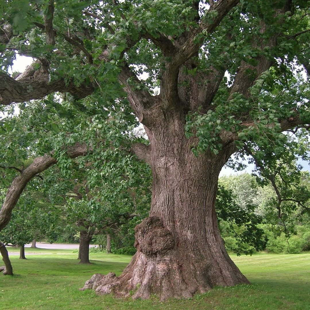 Gardening Nature's Beauty : Trees That Start with 'Q'