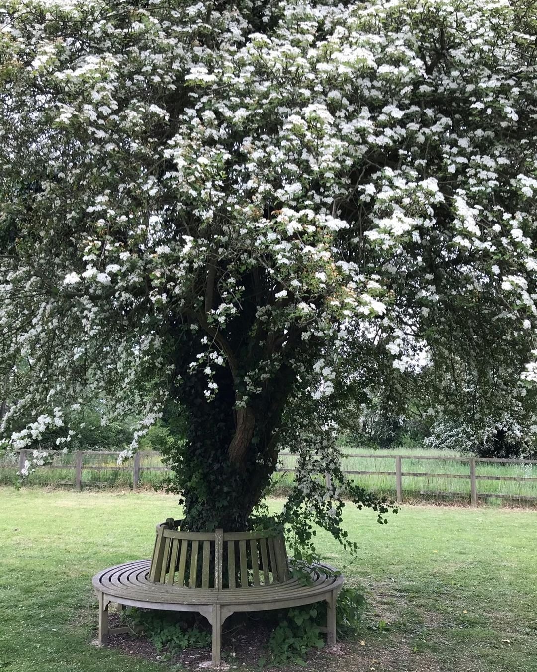Gardening Quickthorn-Crataegus-monogyna Nature's Beauty : Trees That Start with 'Q'
