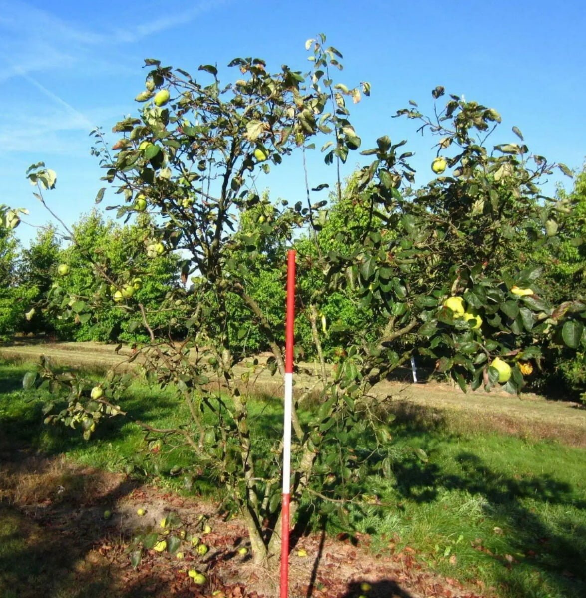 Gardening Quince-Cydonia-oblonga Nature's Beauty : Trees That Start with 'Q'
