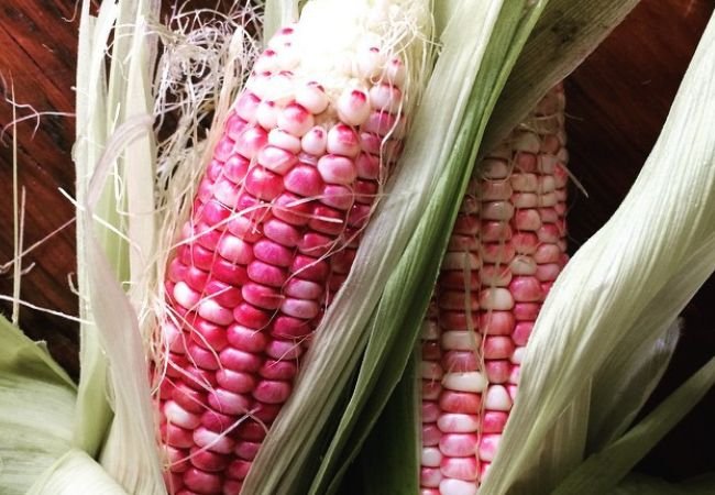 Growing Red Corn: Essential Tips for a Bountiful Harvest
