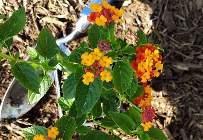 Best Way to Relocate a Lantana