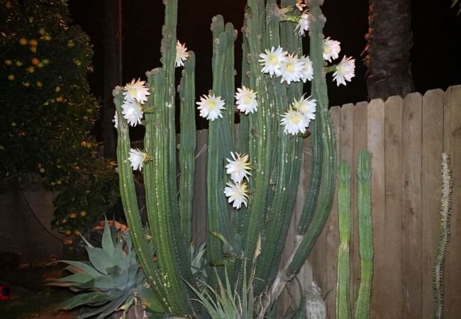 San Pedro Cactus: Growing from Seed to Success