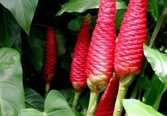 Shampoo Ginger Lily Care: Planting, Growing and Maintenance Guide