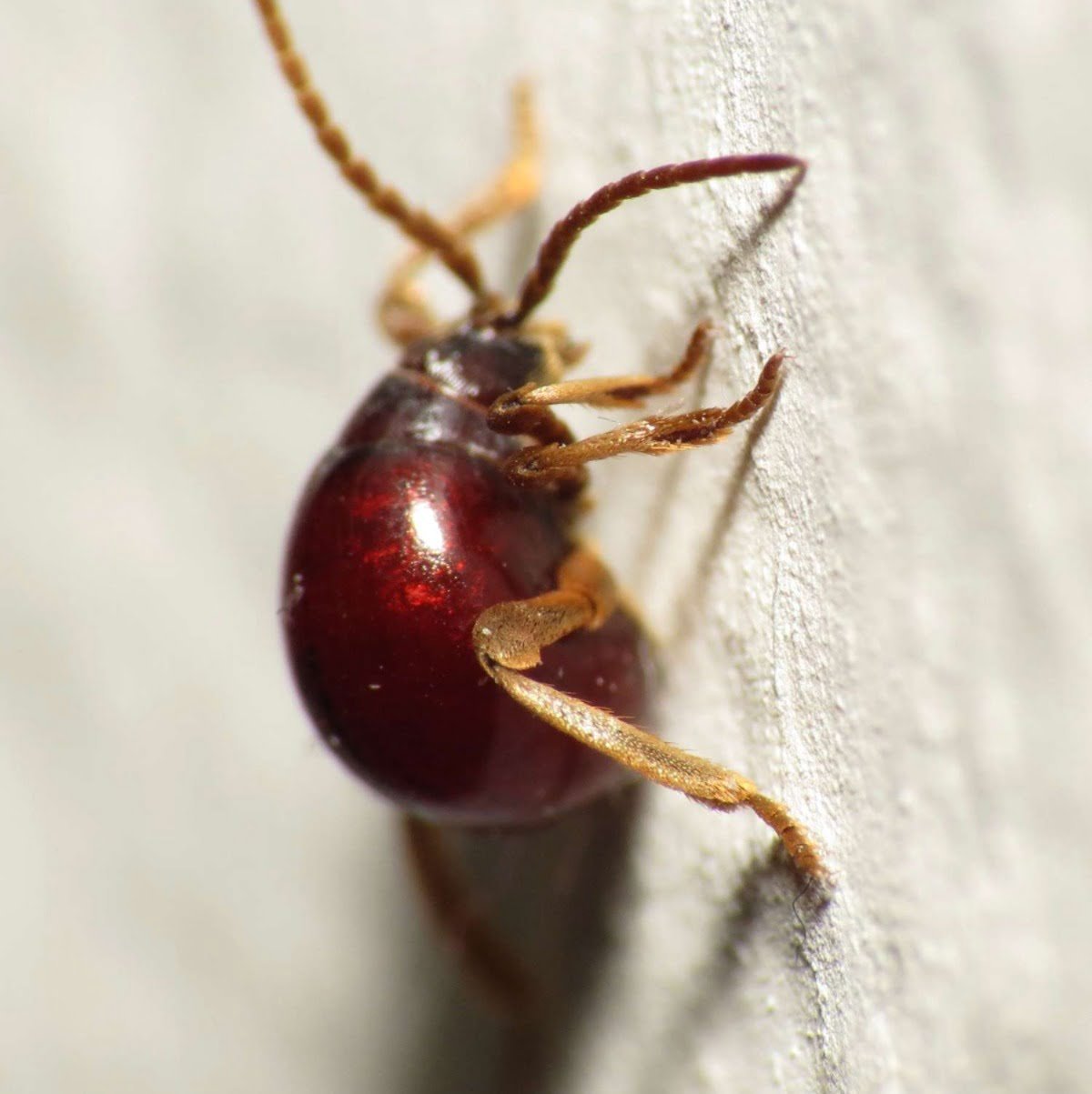 Gardening Spider-Beetles 10 Tiny Black Bugs That Look Like Poppy Seeds and How to Get Rid of Them