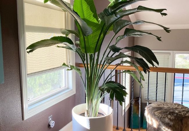 Strelitzia Nicolai: The Ultimate Guide to the Giant White Bird of Paradise