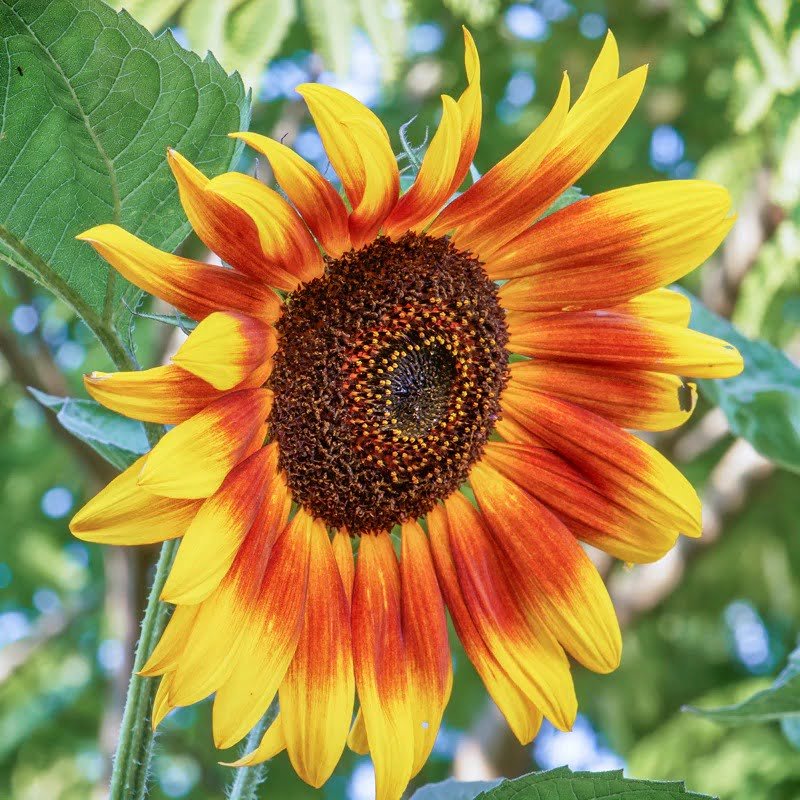 Gardening Sunburst-Sunflower-Helianthus-annuus Sunflower Doppelgangers : 10 Flowers That Look Like Sunflower