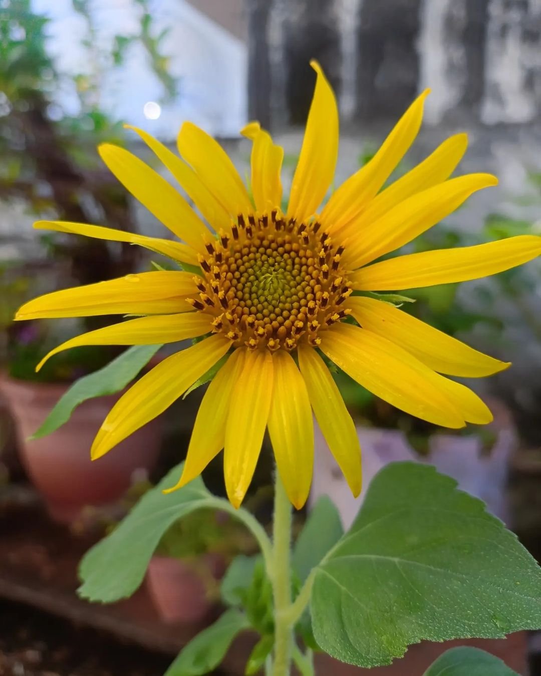 Gardening Sunflower-Daisy-Heliopsis-helianthoides Sunflower Doppelgangers : 10 Flowers That Look Like Sunflower