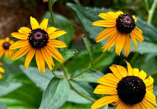 Sunflower Doppelgangers: 10 Flowers That Look Like Sunflower