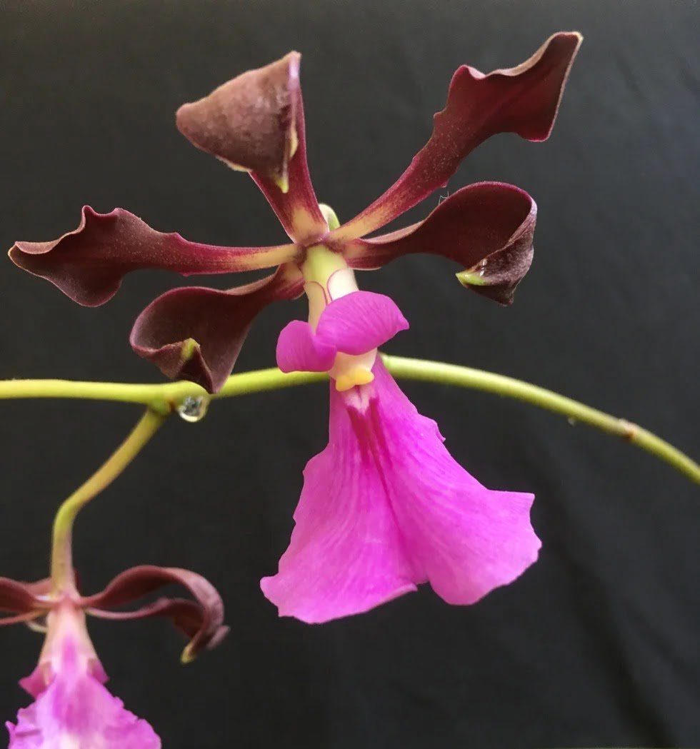 Gardening Swallow-Orchid-Encyclia-cordigera 14 Flowers That Look Like Birds : Beauty in Nature's Design