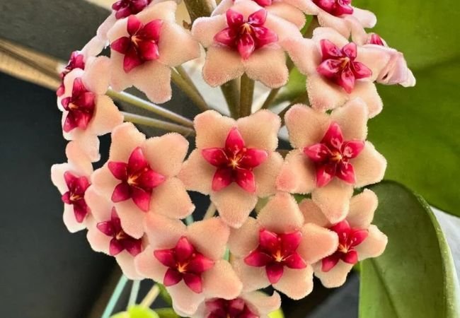 The Beauty of Hoya Plants: Care and Maintenance Tips