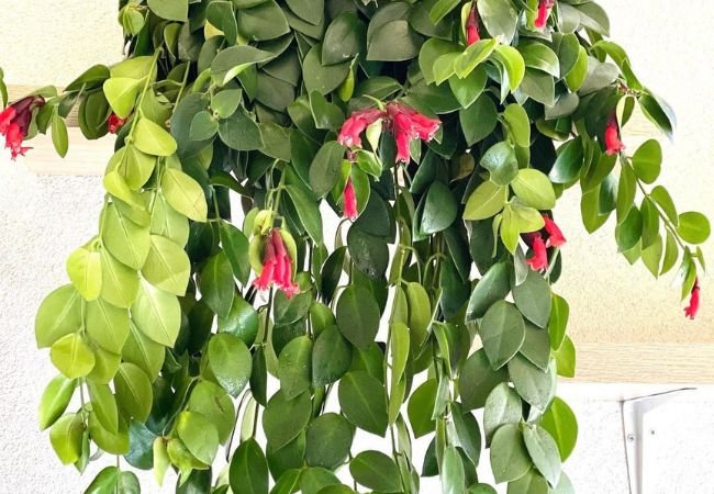 The Best Hanging Plants to Grow in 2024: Top 20 List