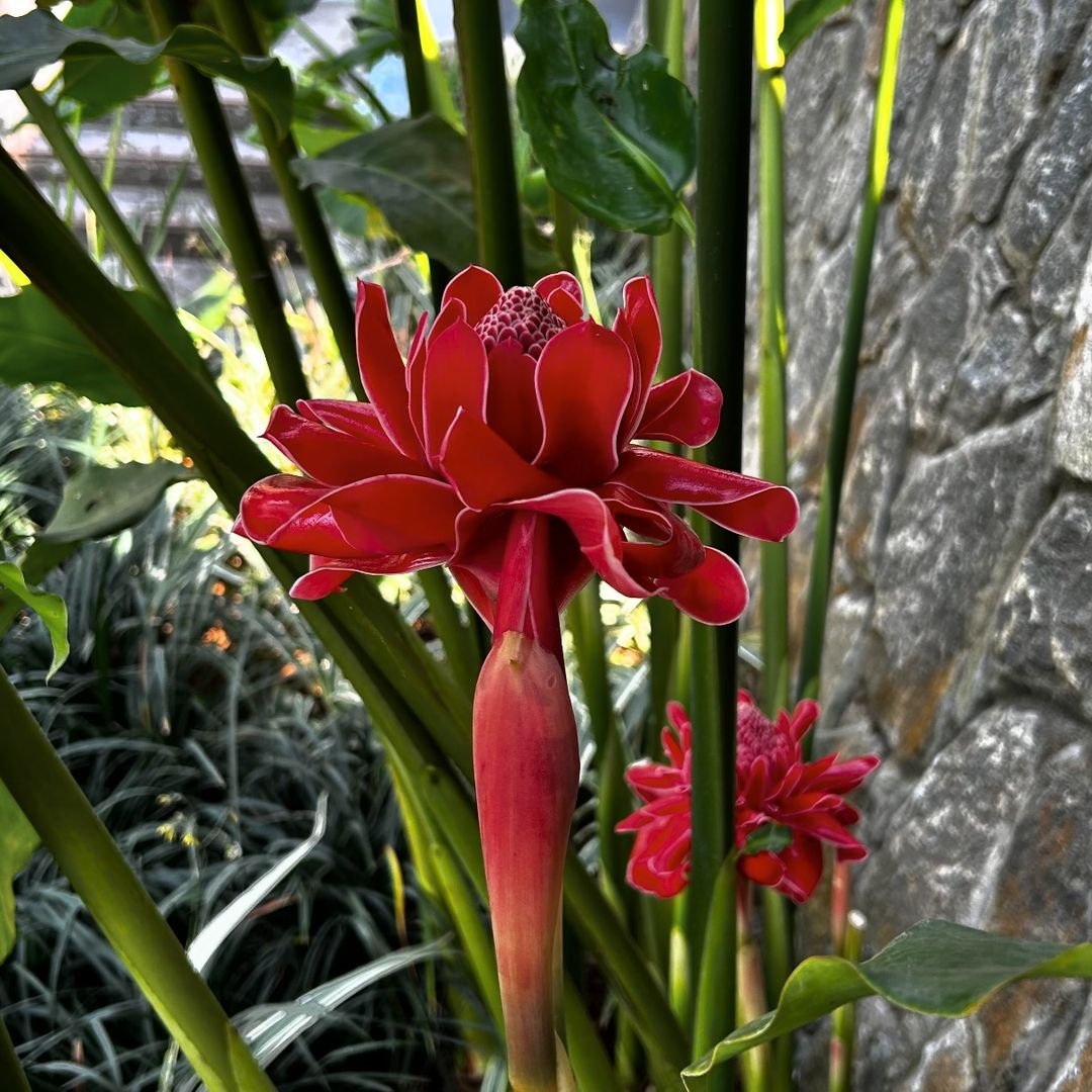 Gardening 14 Flowers That Look Like Birds : Beauty in Nature's Design