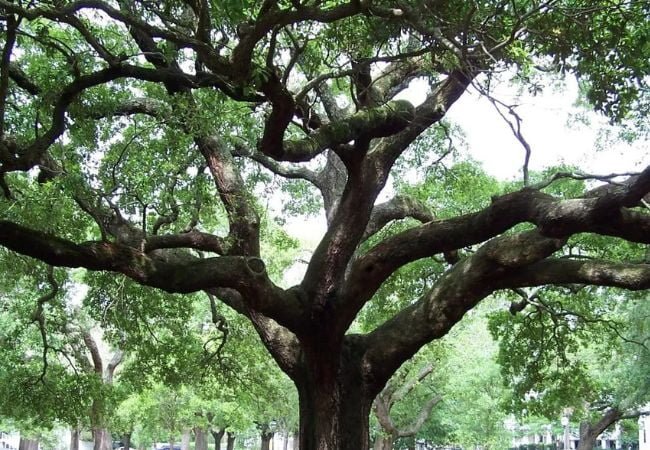 Lush and Lovely: Trees That Start with 'L'