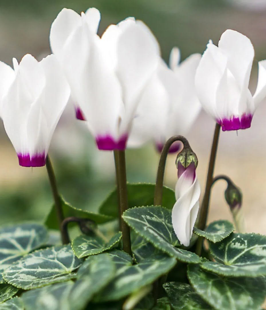 Gardening Turkey-Tail-Cyclamen-persicum 14 Flowers That Look Like Birds : Beauty in Nature's Design