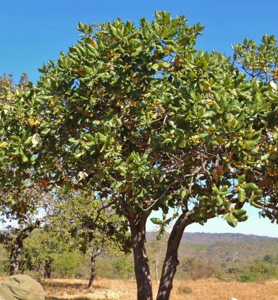 Gardening Uapaca-kirkiana-Wild-Loquat Ultimate Guide : Trees That Start with U