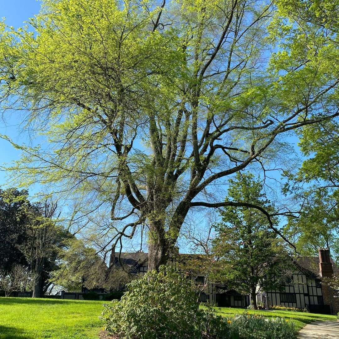 Gardening Ulmus-alata-Winged-Elm Ultimate Guide : Trees That Start with U