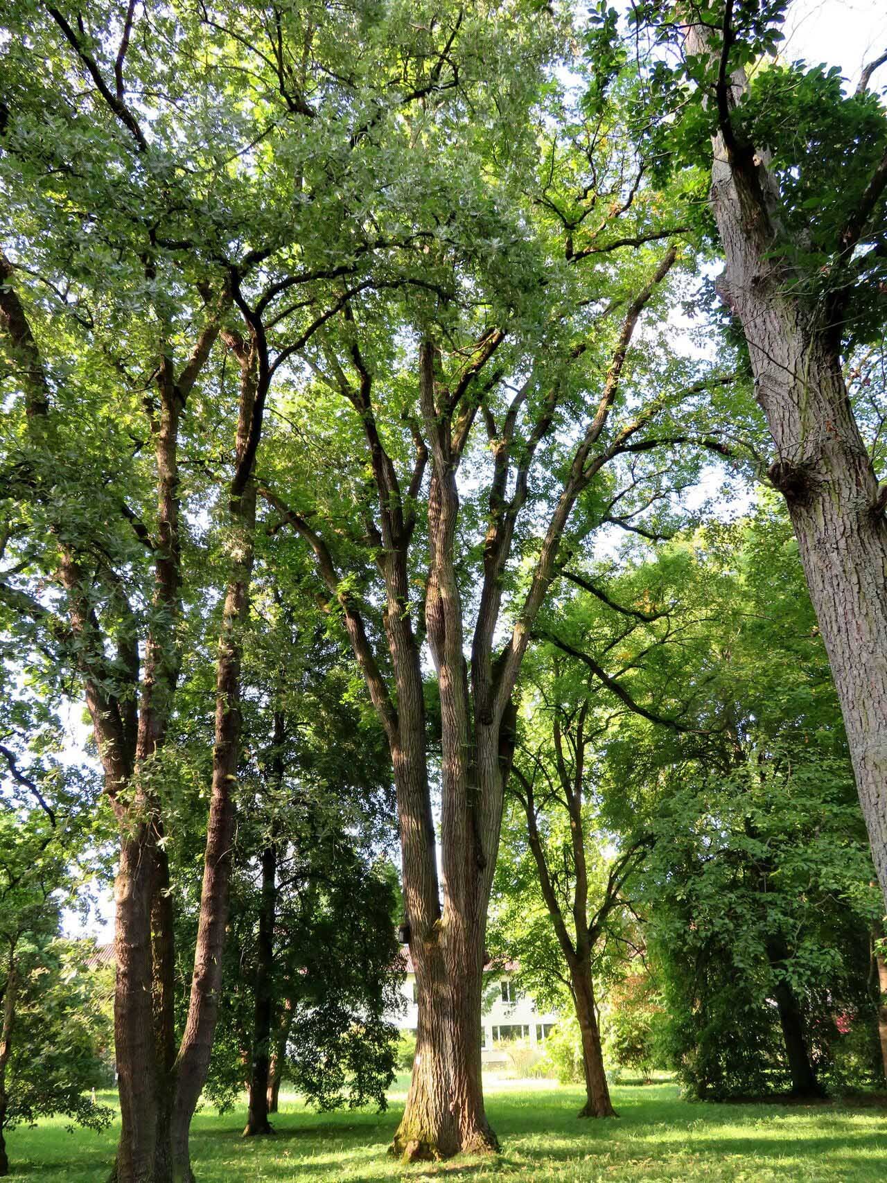Gardening Ulmus-americana-American-Elm Ultimate Guide : Trees That Start with U