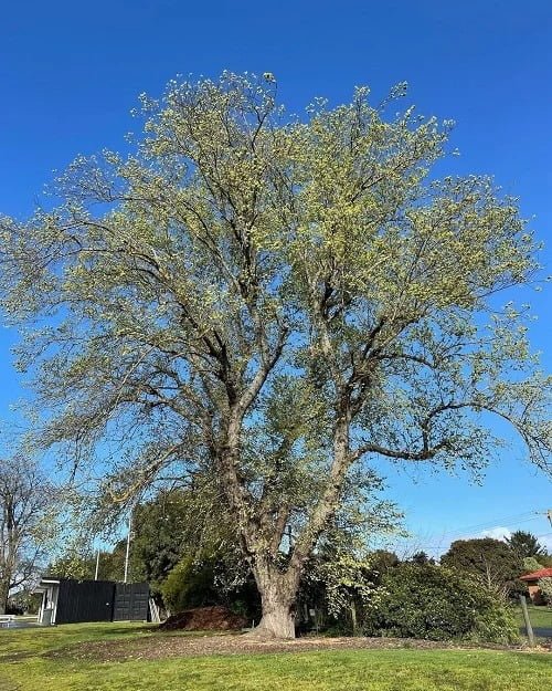 Gardening Ulmus-pumila-Siberian-Elm Ultimate Guide : Trees That Start with U