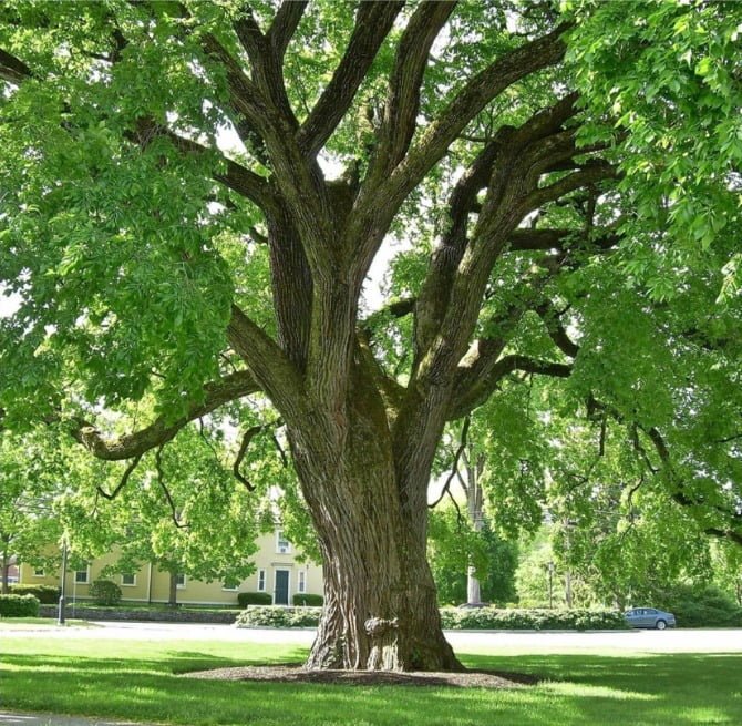 Gardening Ulmus-rubra-Slippery-Elm Ultimate Guide : Trees That Start with U