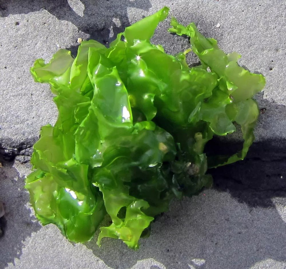 Gardening Ulva-lactuca-Sea-Lettuce Ultimate Guide : Trees That Start with U
