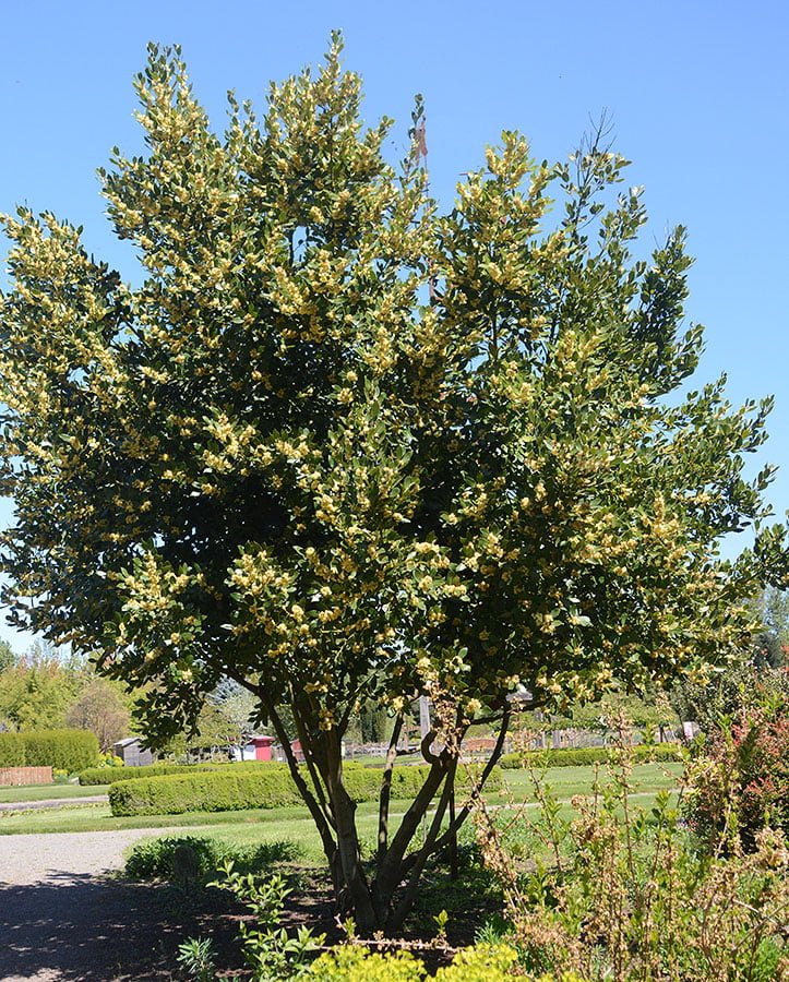 Gardening Umbellularia-californica-California-Bay-Laurel Ultimate Guide : Trees That Start with U