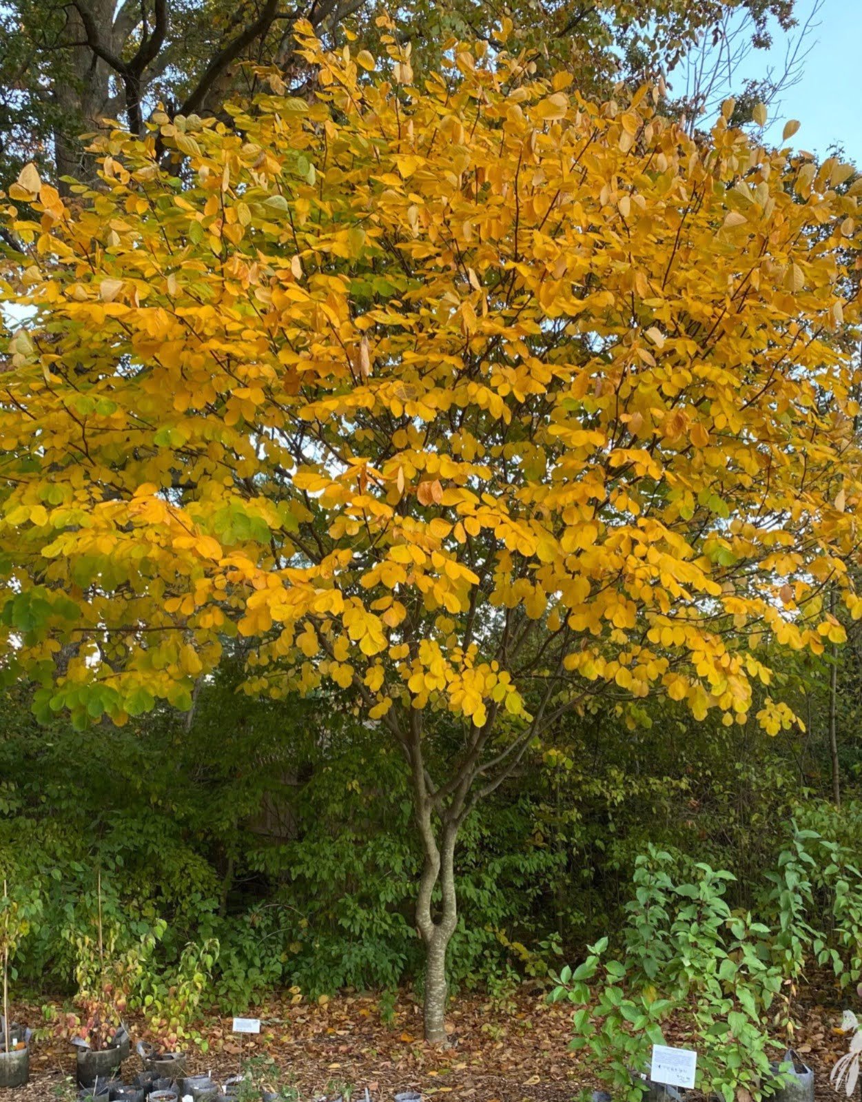 Gardening Umbra-lutea-Yellowwood Ultimate Guide : Trees That Start with U