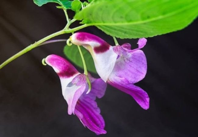 Flowers That Look Like Birds