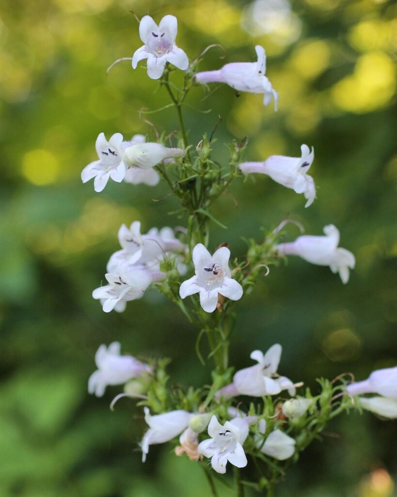 Gardening Foxglove Beardtongue: Growing Tips for Vibrant Blooms