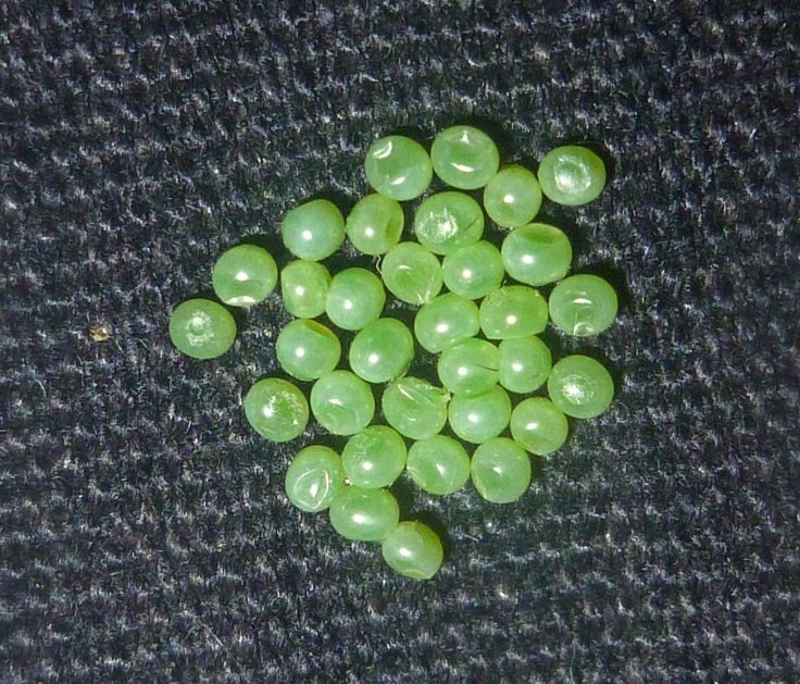 Gardening White-Lined-Sphinx-Moth-Eggs 26 Stunning Moths That Look Like Butterflies