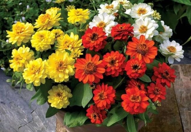 Zinnias Flower: Top 10 Varieties for Colorful Gardens