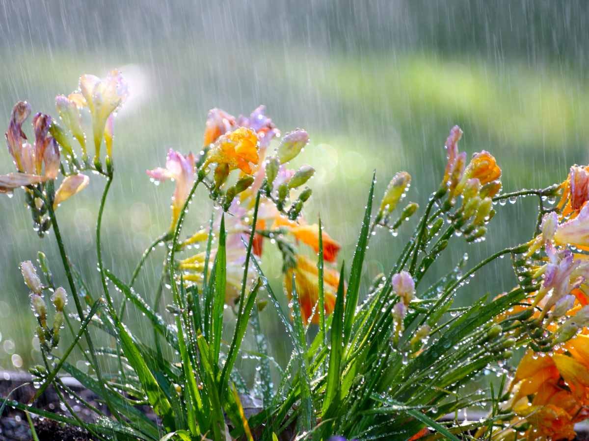Gardening freesias-watering Freesia Care Guide : From Planting to Blooming