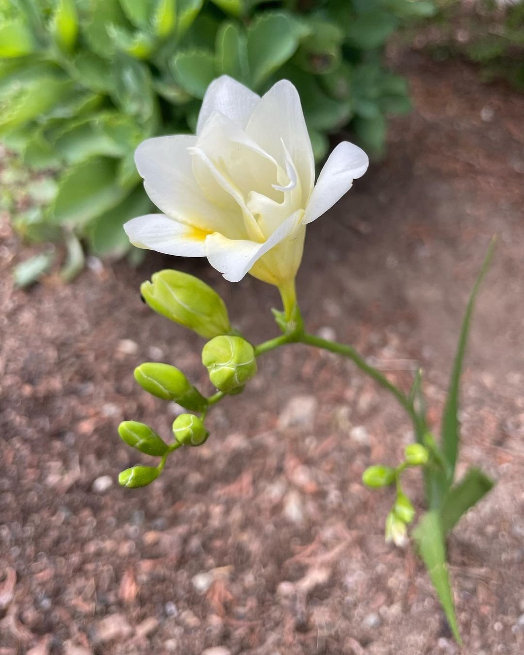 Gardening growing-freesia Freesia Care Guide : From Planting to Blooming