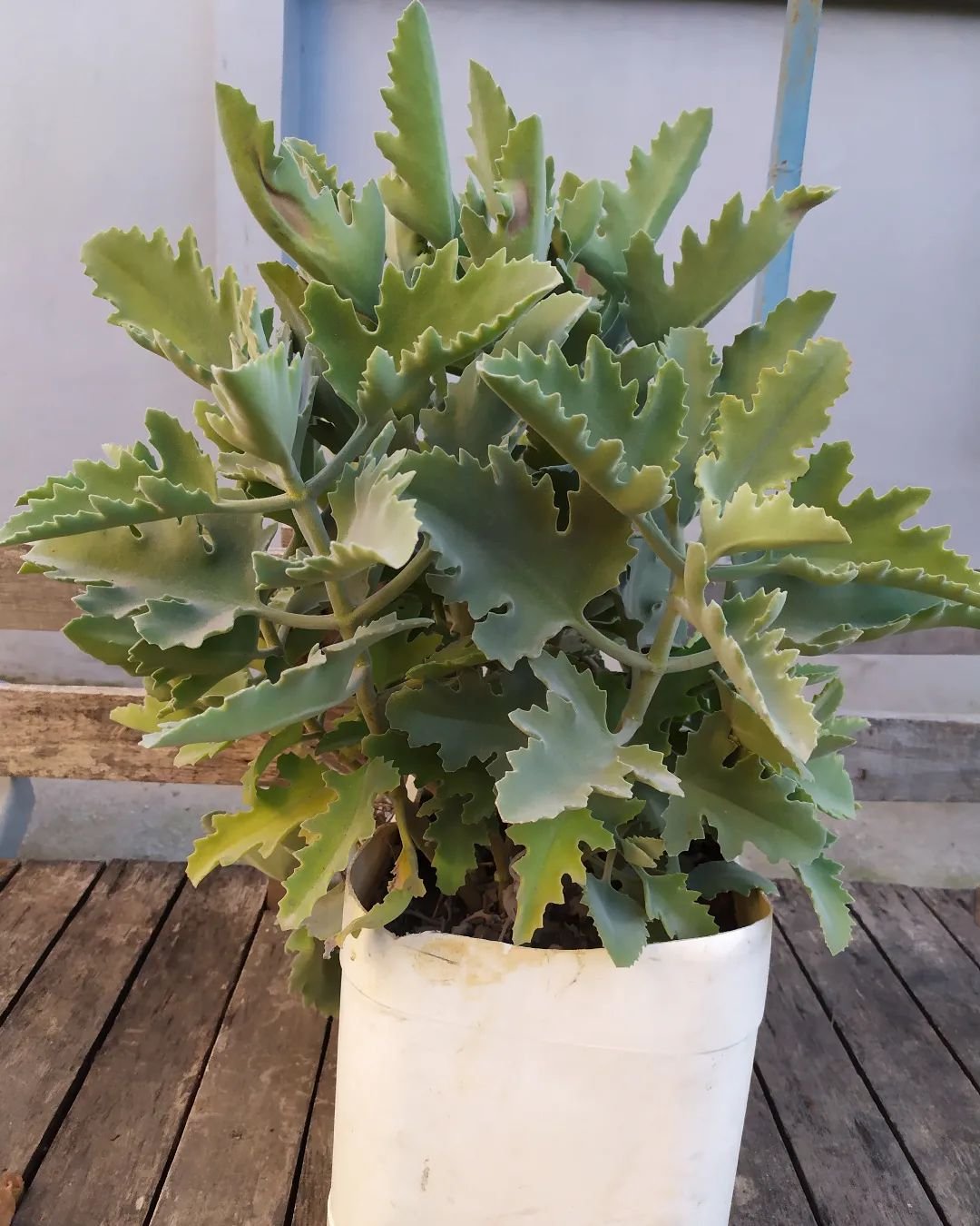 Gardening kalanchoebeharensis-2 Discover the 9 Best Mother of Thousands Varieties | Mother of Millions Types