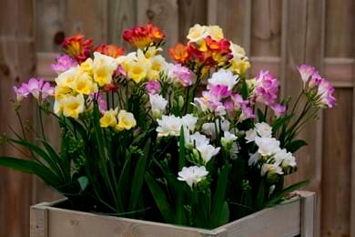 Gardening Freesia Care Guide : From Planting to Blooming