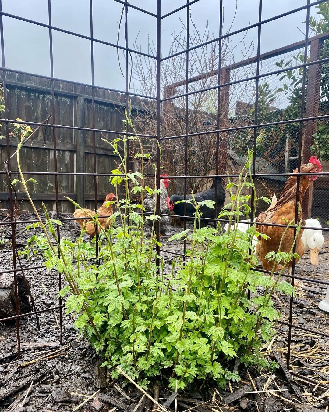 Gardening planting-2 Hops Heaven: A Step-by-Step Guide to Growing Hops at Home