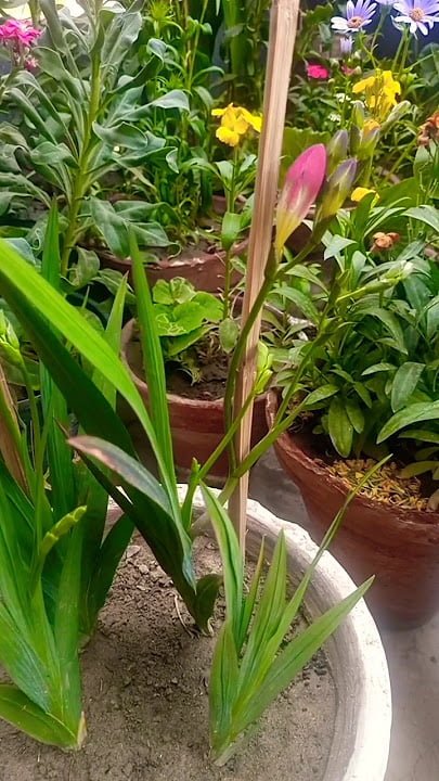 Gardening staing-freesia-plant Freesia Care Guide : From Planting to Blooming