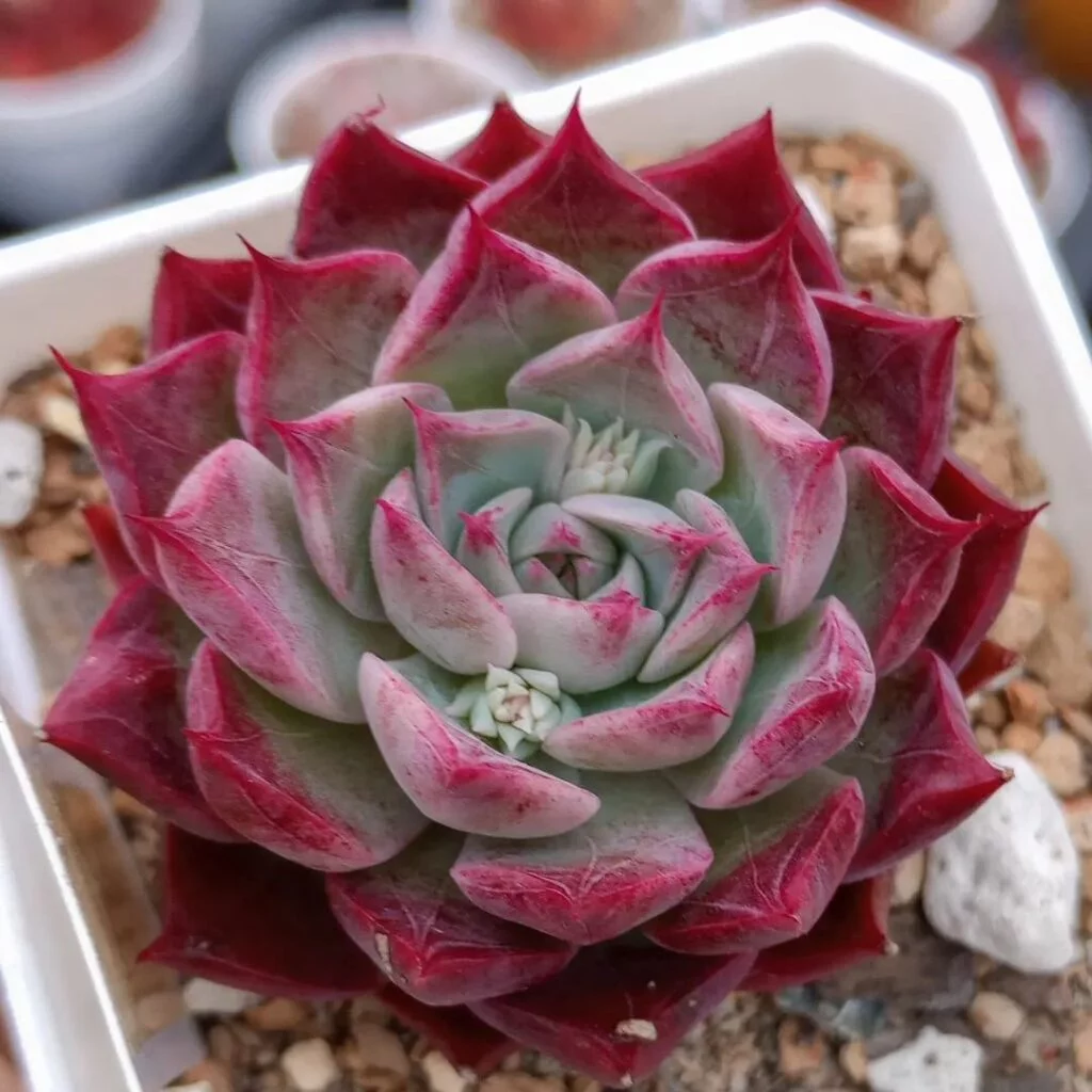 Gardening 1-.Echeveria-1024x1024 Korean Succulents : Easy Care Tips for Unique and Beautiful Plants